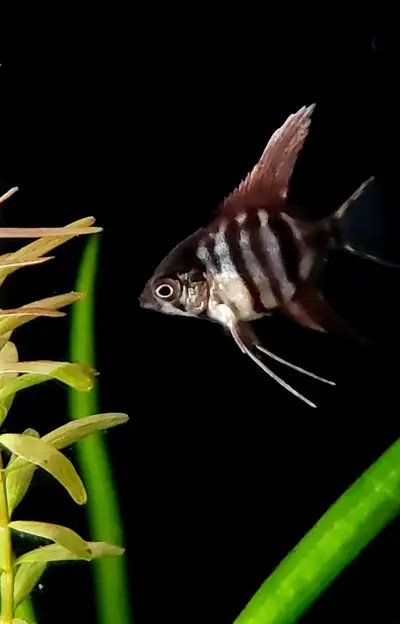 Angelfish - few left, View more