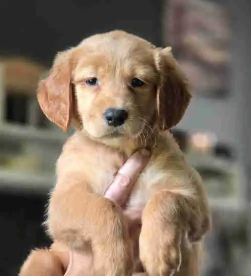 Field line Golden Retrievers in Dogs & Puppies for Rehoming in Mississauga / Peel Region - Image 4