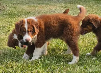 Bonjour, j'ai de beaux chiots berger australien moyenne taille entre 35 lbs a 50 lbs se cherche une...