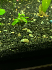 Aquarium Malaysian trumpet snails