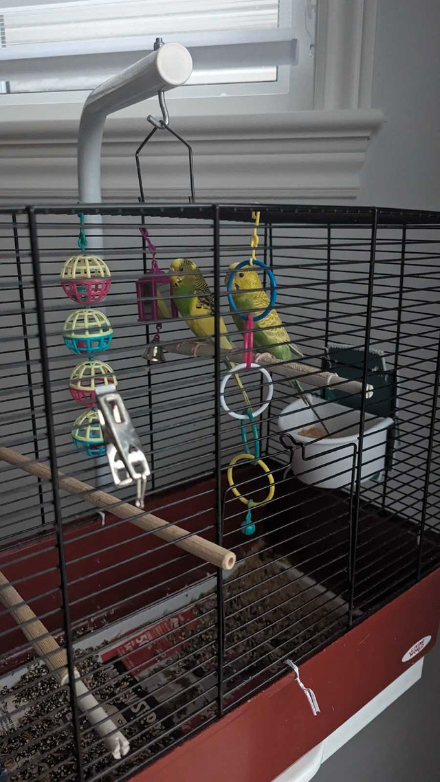 Birds, cage, and accessories for sale in Other in Ottawa - Image 2