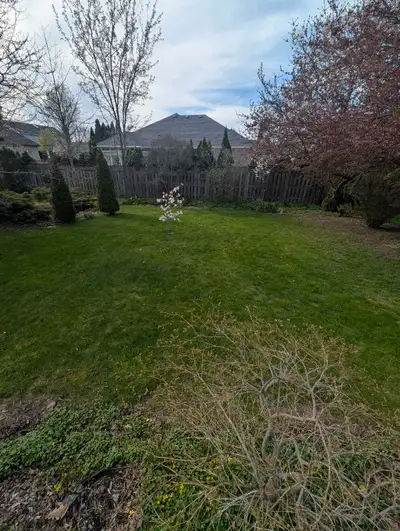 Lawn Maintenance, cutting, View more