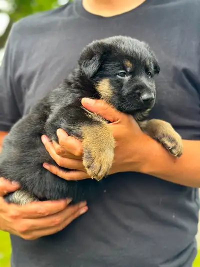 King Shepherd Titans: Born from Elite Lines, Ready to Conquer., View more