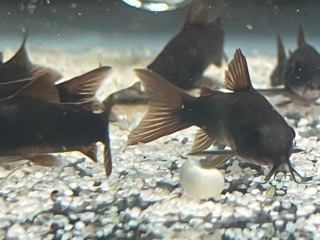 Venezuelan black corydoras  in Fish for Rehoming in Ottawa - Image 3