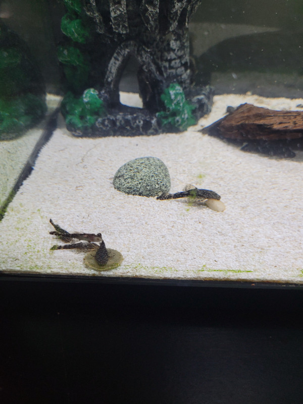 Bristlenose plecos  FREE in Fish for Rehoming in Penticton