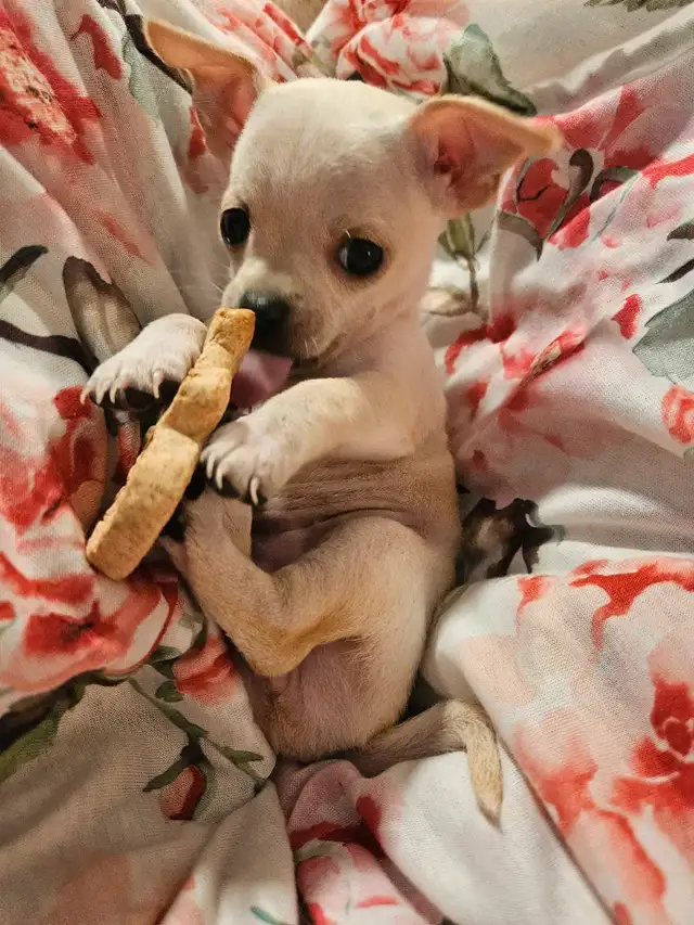 Chihuahua- Female- adorable in Dogs & Puppies for Rehoming in Ottawa - Image 6