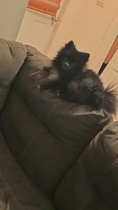 Pomenarien, View more