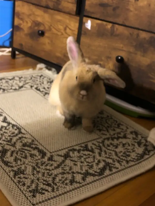 Lola bunny in Small Animals for Rehoming in Ottawa - Image 4