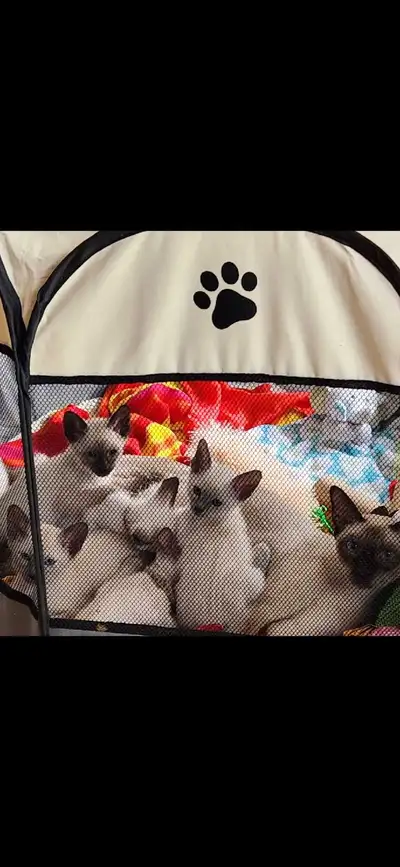 ☘️Magnifiques Chatons Siamois☘️Beautiful Siamese Bb Kittens☘️, View more