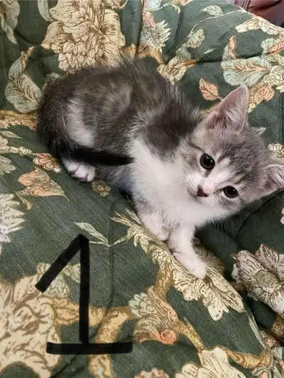 Chatons de 2 mois prêt à partir