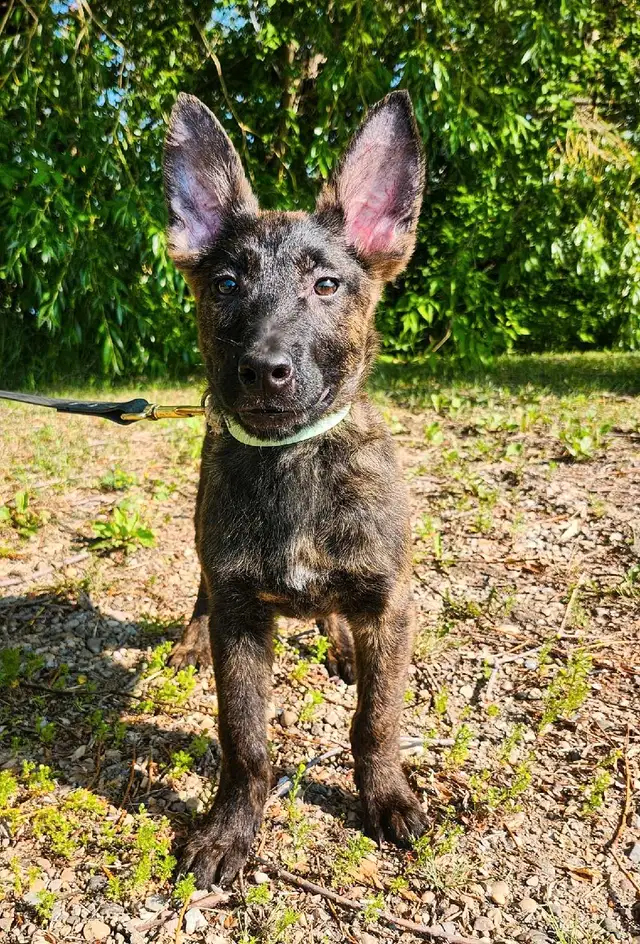 Dutch Shepherds in Dogs & Puppies for Rehoming in Red Deer - Image 3