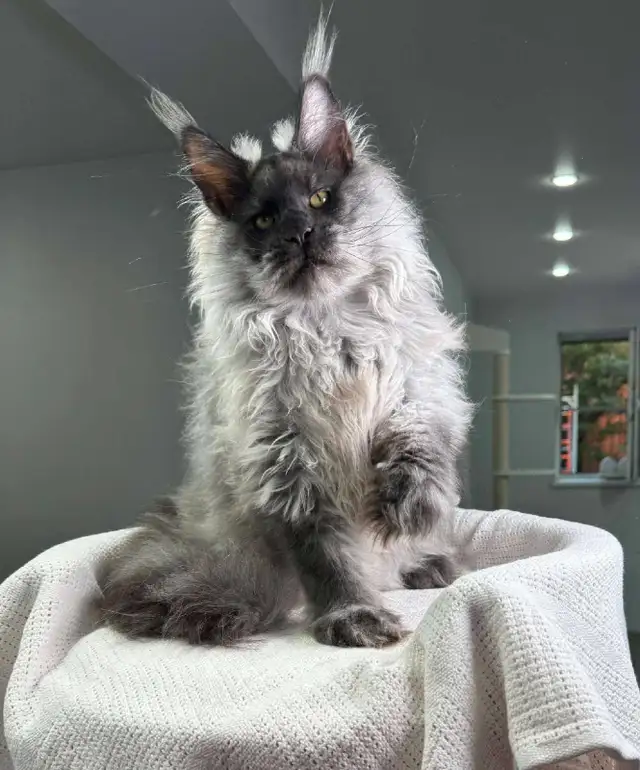NIGHTHAWK- SHOWSTOPPER BLACK SMOKE MAINE COON male PET, FIXED