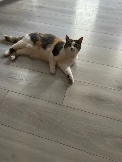 CAT REHOME !!, View more