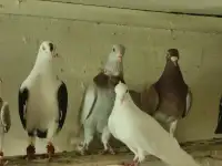 Mixed Pigeons For Sale