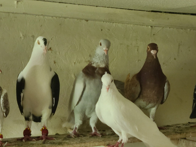 Mixed Pigeons For Sale in Birds for Rehoming in Windsor Region