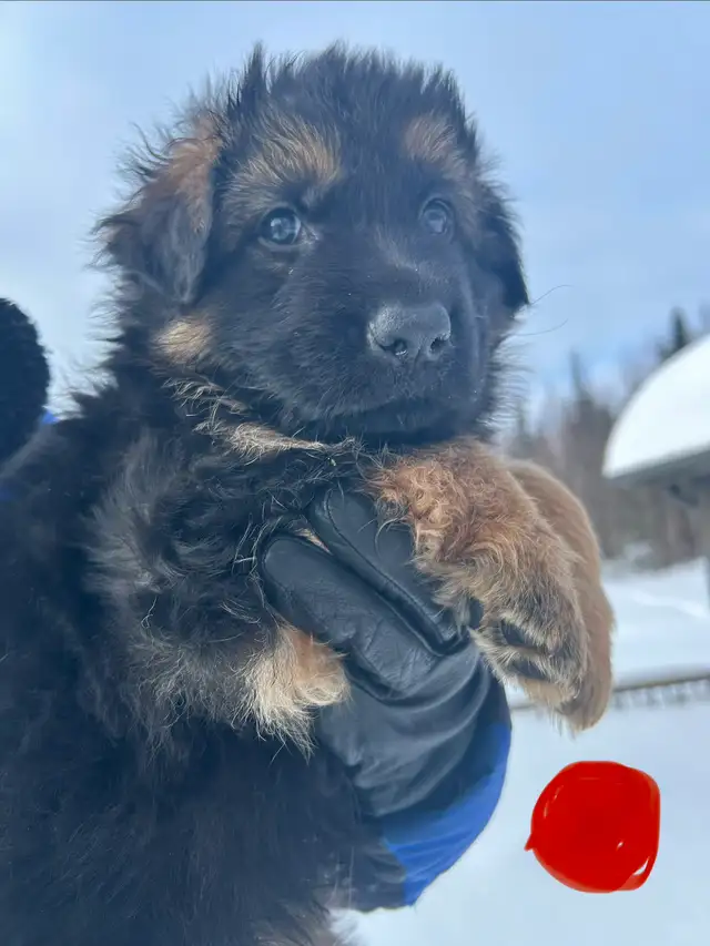 Chiots bergers allemands in Dogs & Puppies for Rehoming in Québec City - Image 5