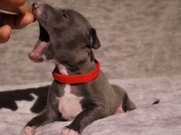 Blue Italian greyhound puppies 