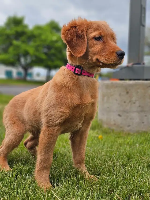 Female Golden Retriever in Dogs & Puppies for Rehoming in Mississauga / Peel Region - Image 3