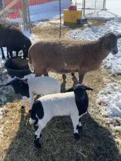 Katahdin X Dorper Lambs for sale, View more