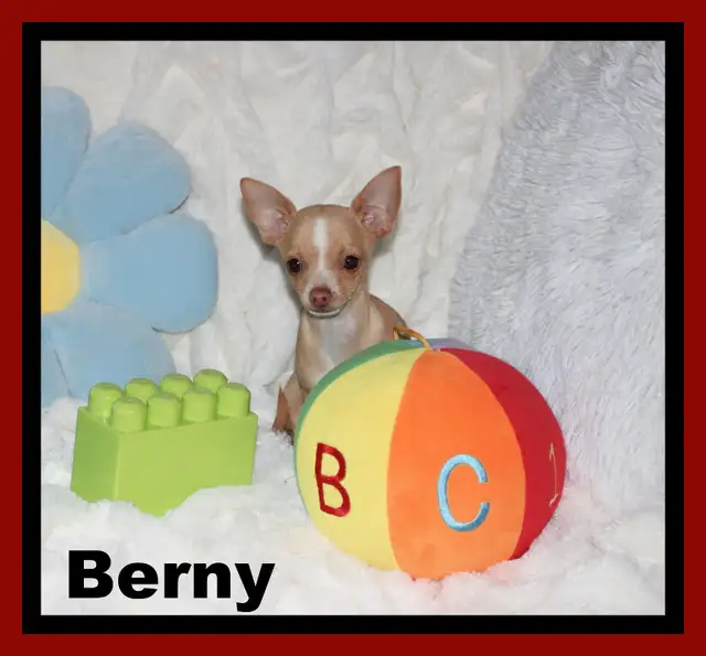 VENDU Chihuahua❤Mâle Blond ❤️Protection100%.Garantie in Dogs & Puppies for Rehoming in Laval / North Shore - Image 4