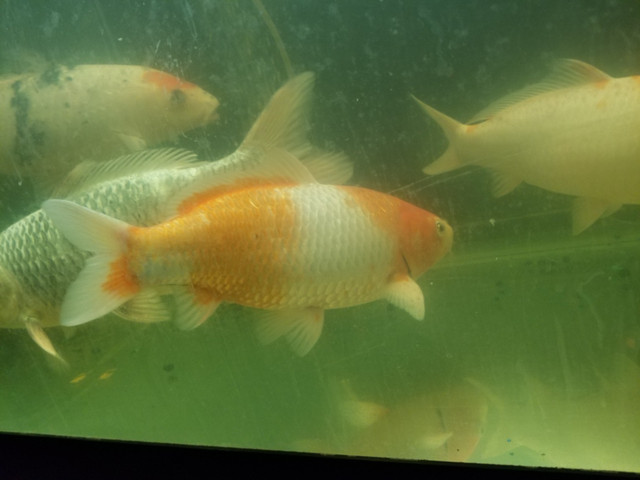 Looking for large koi in Fish for Rehoming in Regina - Image 3