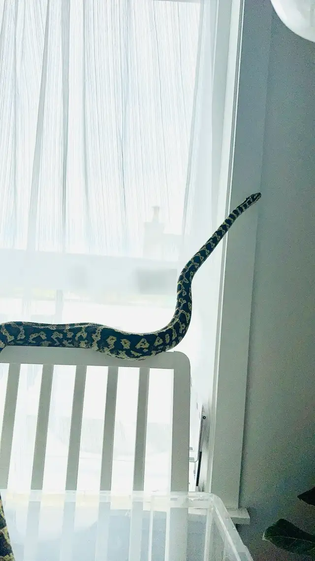 free female jungle carpet python in Reptiles & Amphibians for Rehoming in Richmond - Image 3