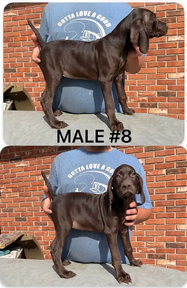 Registered  German Shorthaired Pointers