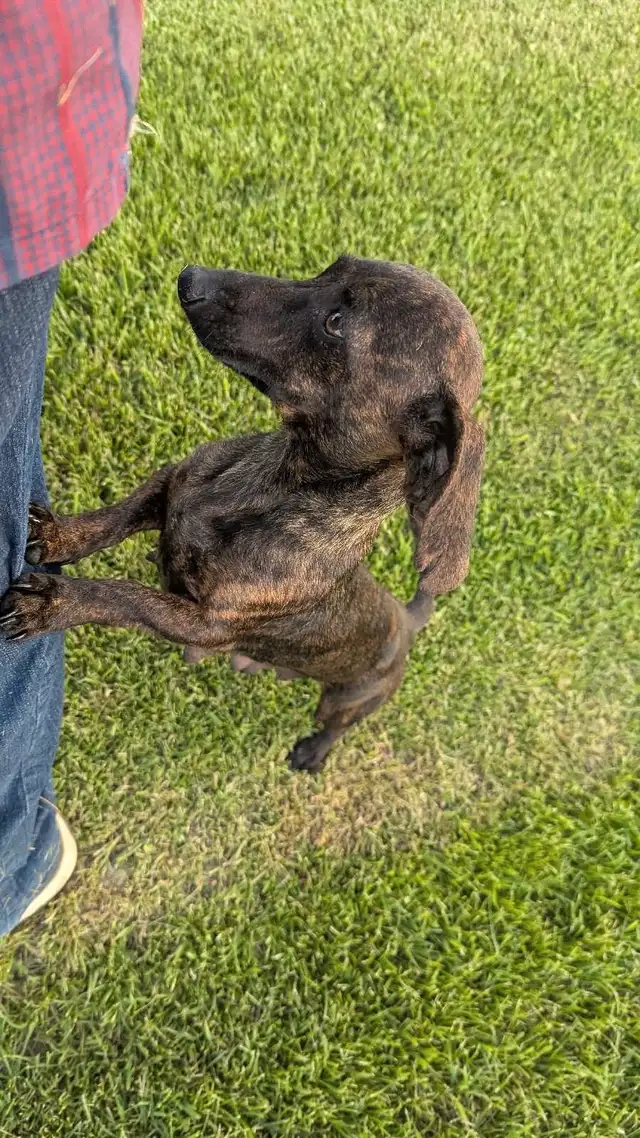 Mini Dachshund puppies in Dogs & Puppies for Rehoming in Winnipeg - Image 2