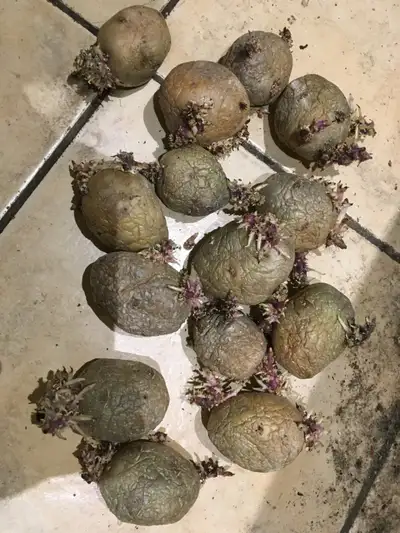 FREE Sprouting Yellow Potatoes for growing, View more