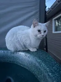 White Female Cat 