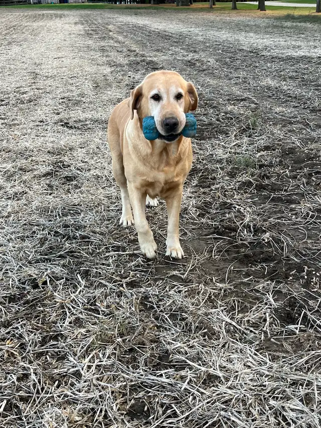 Purebred Labrador Puppies in Dogs & Puppies for Rehoming in Stratford - Image 8