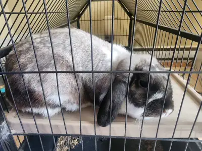 Lapin belier née 8 octobre 2024 Femelle + Nourriture et cage Mes enfants ne s'en occupe plus depuis...