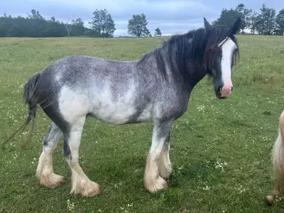  clydesdale , View more