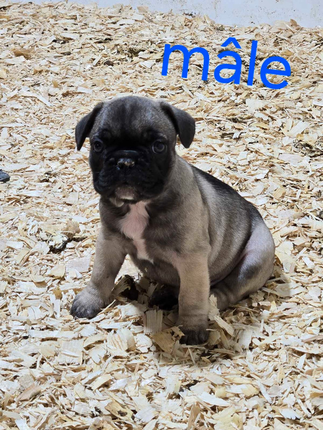 Bulldog français dans Chiens et chiots à adopter  à Drummondville - Image 3