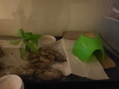 leopard gecko female with tank, View more