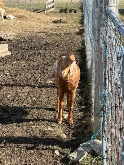LIVESTOCK FOR SALE, View more