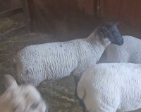 Suffolk cross ewe lamb