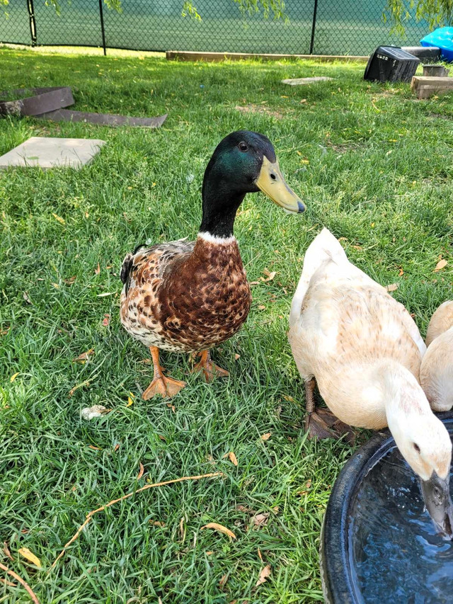 Drakes need new home in Other Pets for Rehoming in Owen Sound - Image 3