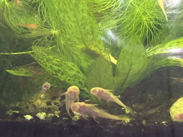 albino bristlenose in Fish for Rehoming in Richmond - Image 2