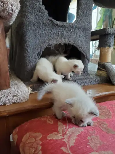 2 female Pure bluepoint siamese kittens, View more