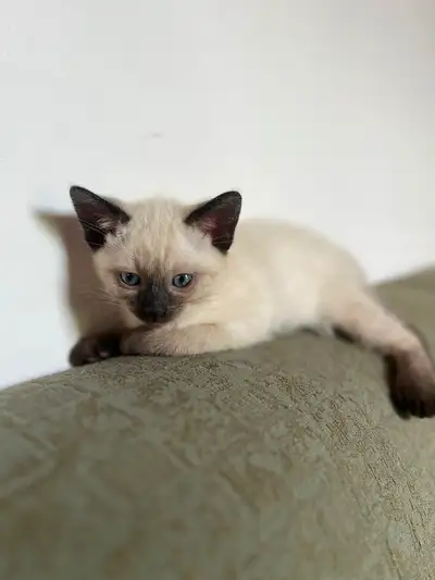 Chatons Siamois, View more