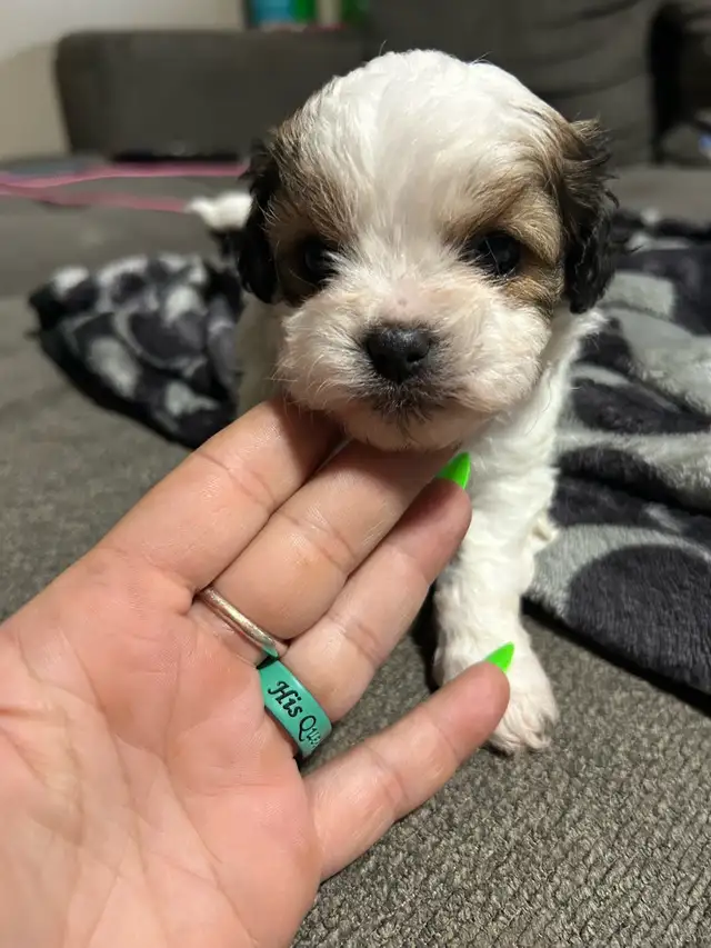 shitzu puppies in Dogs & Puppies for Rehoming in Brantford - Image 2