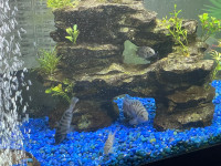 For sale cichlids 