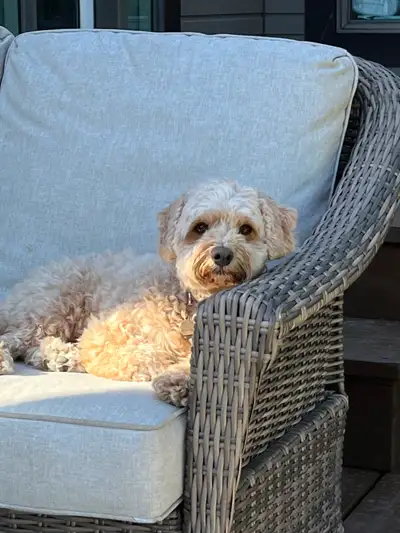 Cavapoo for Rehoming, View more