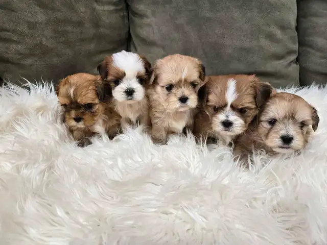 Shichon Puppies in Dogs & Puppies for Rehoming in Winnipeg - Image 6