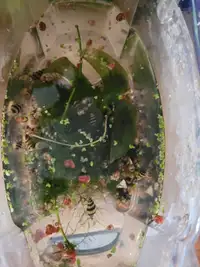Escargots d'aquarium