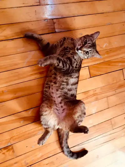 female Bengal siamoise cat 2,5 yrs old, View more
