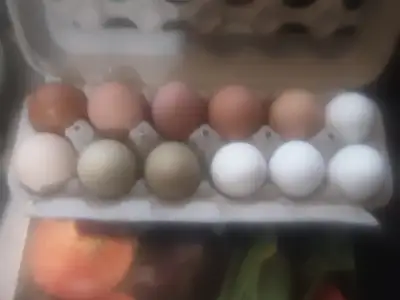 I have two roosters one is currently covering my death layer hens, he is a rooster I specifically br...
