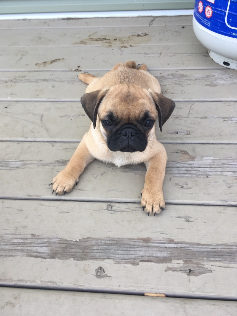 Pug puppies Dogs & Puppies for Rehoming Dawson Creek Kijiji