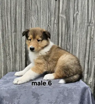 Scotch Collie puppies, View more